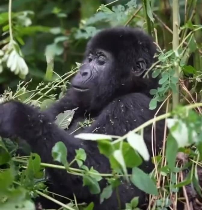 safaris in uganda, gorilla trekking tours, mountain gorilla tours, gorilla trek uganda, rwanda gorilla tour, gorilla tracking uganda, safaris africa, gorilla camp, buhoma, murchison national park